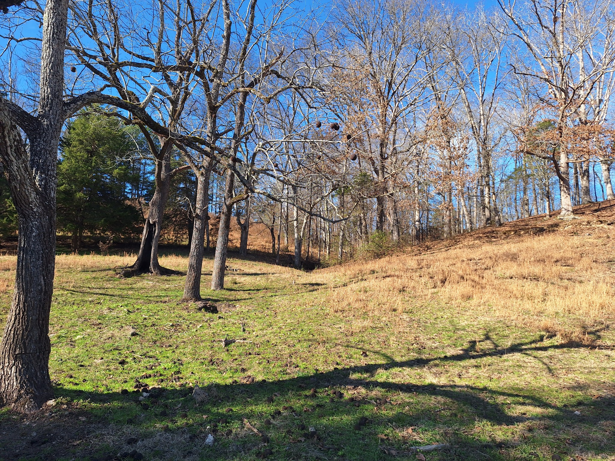 32 North Bradley Road Lawrenceburg, TN 38464 - Photo 44 of 93