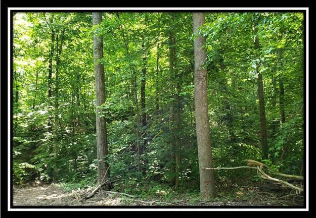 0 Pedigo Ridge Road, Unit TRACT 5) Nelsonville, OH 45764 - Photo 11 of 56 image010