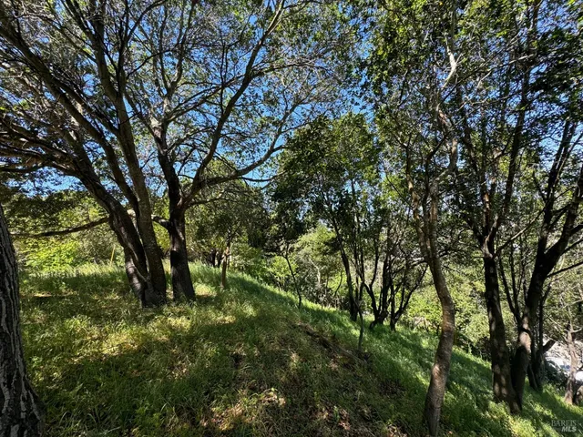 a backyard of a house with lots of trees