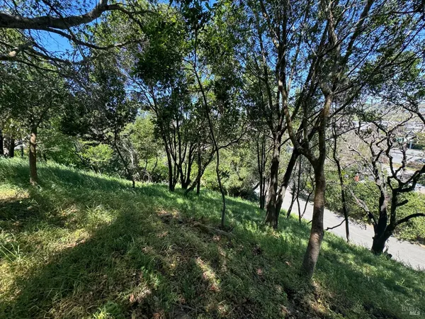 a view of lush green forest
