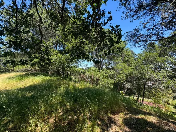 a view of a tree in a garden