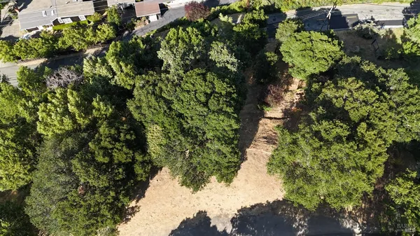 a plant with lots of trees