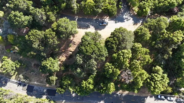 a picture of flowers