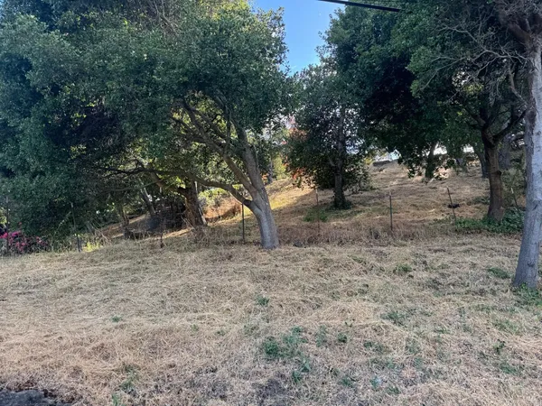 a view of a trees with a tree