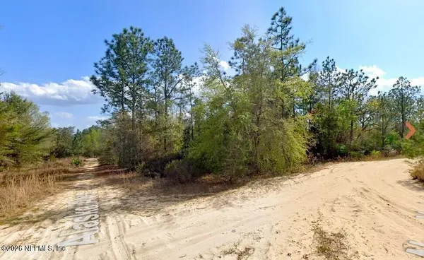 a view of a forest filled with trees