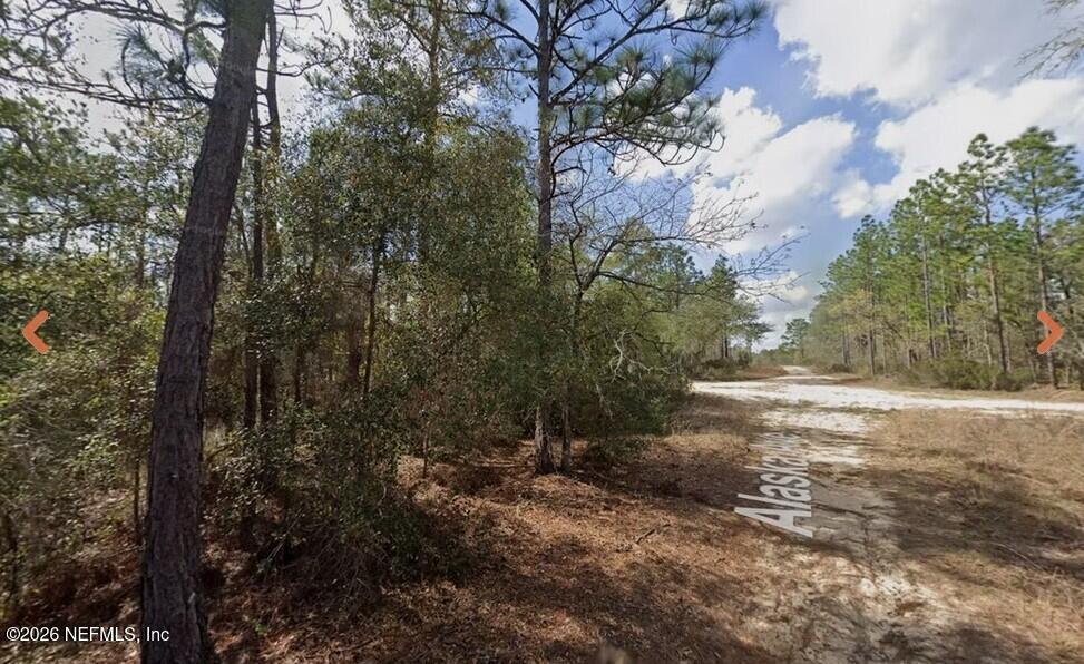 0 Alaska Avenue Interlachen, FL 32148 - Photo 8 of 11 a view of a forest filled with trees