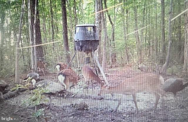 2107 Church Creek Road Cambridge, MD 21613 - Photo 74 of 84 Trail cam photos from the hunting parcel