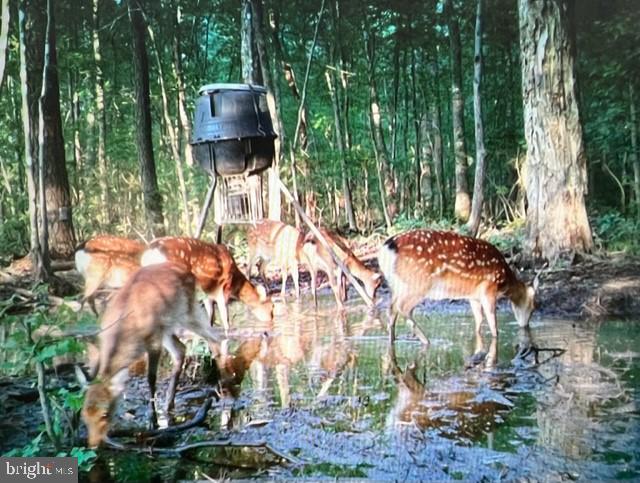2107 Church Creek Road Cambridge, MD 21613 - Photo 78 of 84 Trail cam photos from the hunting parcel