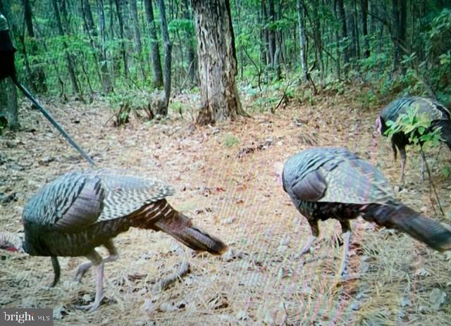 2107 Church Creek Road Cambridge, MD 21613 - Photo 80 of 84 Trail cam photos from the hunting parcel