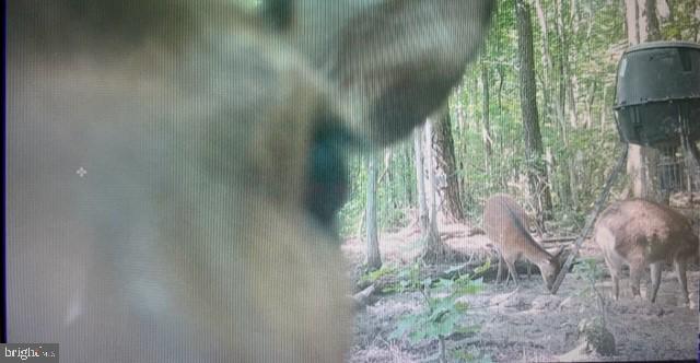 2107 Church Creek Road Cambridge, MD 21613 - Photo 81 of 84 Trail cam photos from the hunting parcel