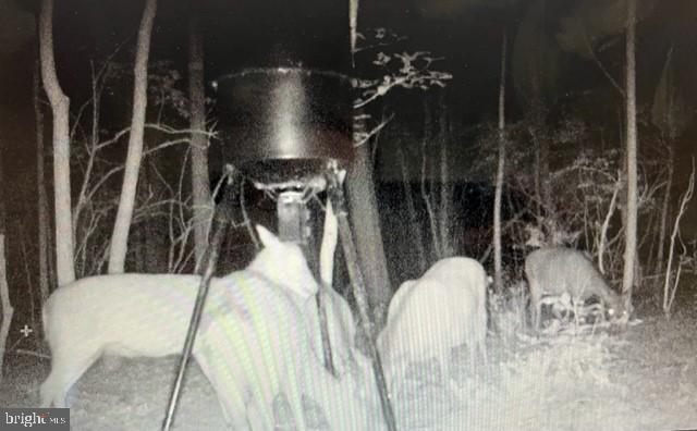 2107 Church Creek Road Cambridge, MD 21613 - Photo 83 of 84 Trail cam photos from the hunting parcel