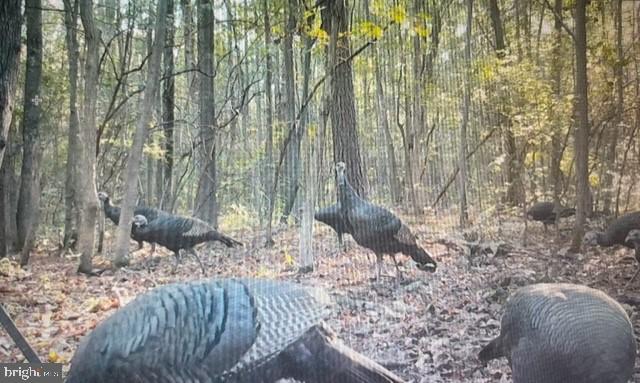 2107 Church Creek Road Cambridge, MD 21613 - Photo 84 of 84 Trail cam photos from the hunting parcel