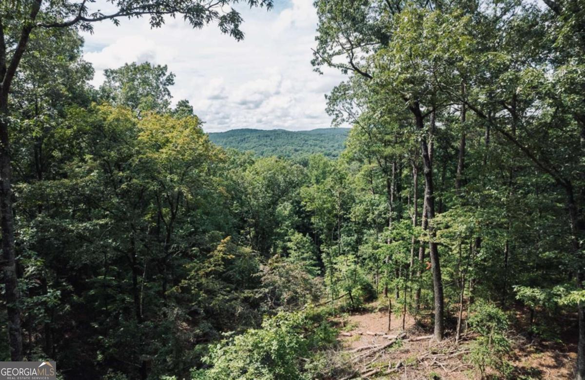 a view of a forest with a tree