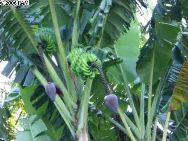730 B Haiku Road, Unit 730 (B) HAIKU ROAD Haiku, HI 96708 - Photo 3 of 9 a view of a plant