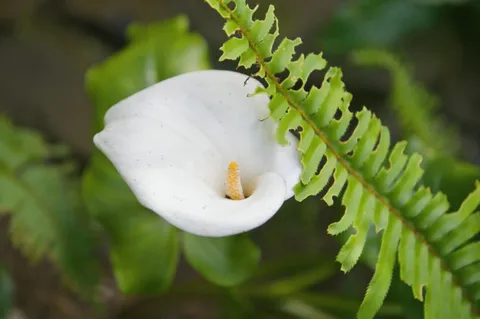 $4,300,000 | 901 Glen Way, Hillsborough, CA 94010