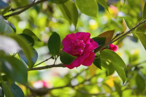 $4,300,000 | 901 Glen Way, Hillsborough, CA 94010