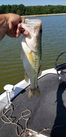 935 Lakeview Drive Collierville, TN 38017 - Photo 6 of 82