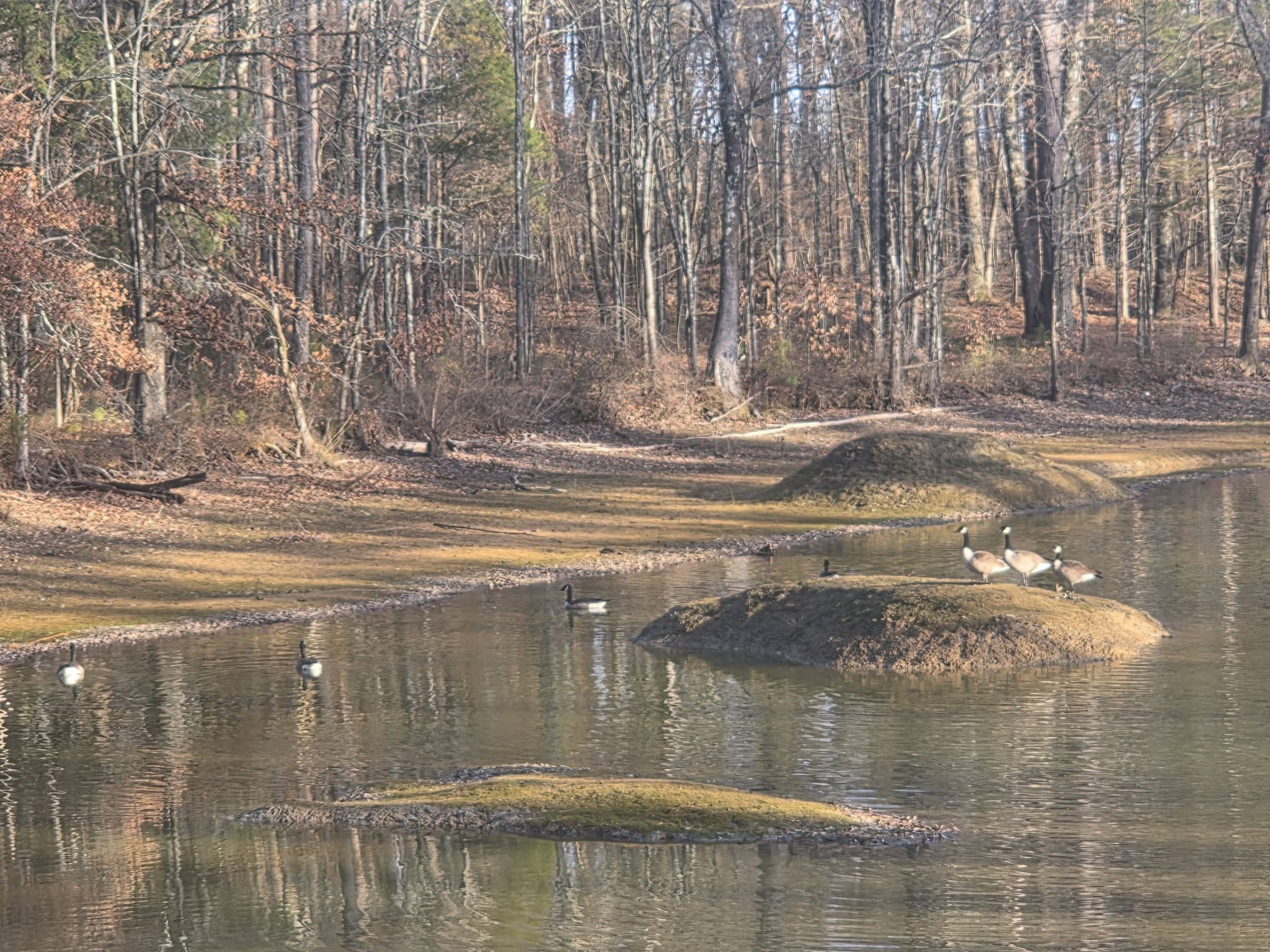 935 Lakeview Drive Collierville, TN 38017 - Photo 72 of 82