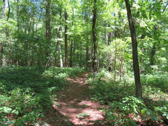 935 Lakeview Drive Collierville, TN 38017 - Photo 76 of 82