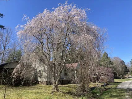 a view of a yard with large trees