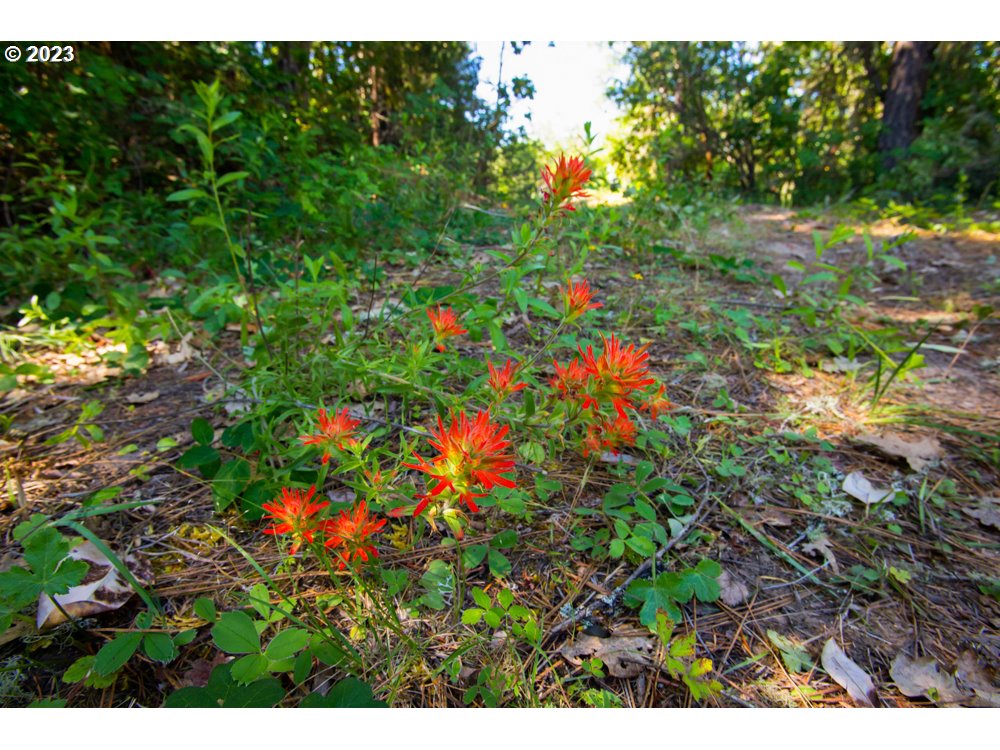890 Crowfoot Road Eagle Point, OR 97524 - Photo 10 of 48 a picture of a tree