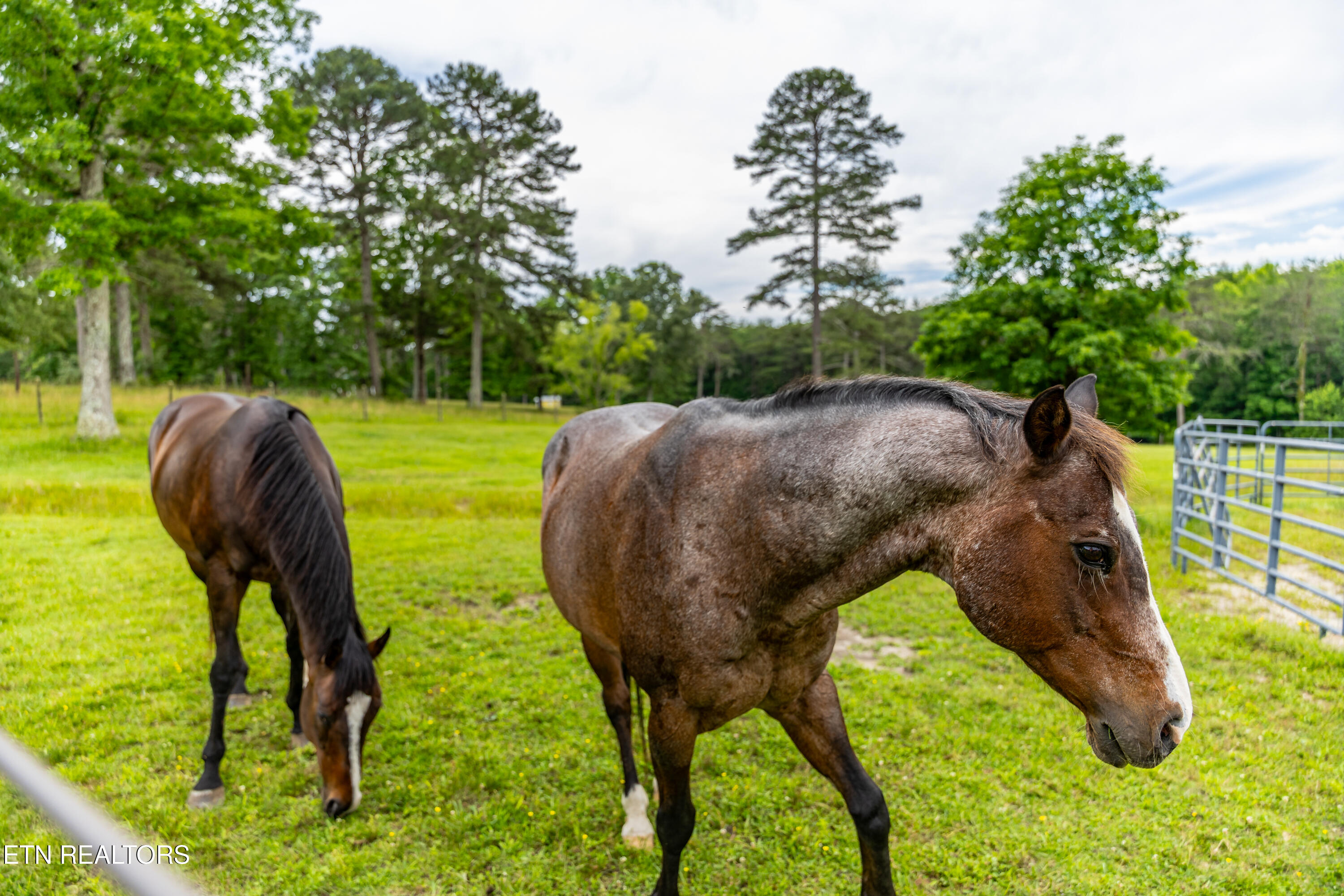 1152 Brier Branch Road Graysville, TN 37338 - Photo 40 of 49 Pasturetime!