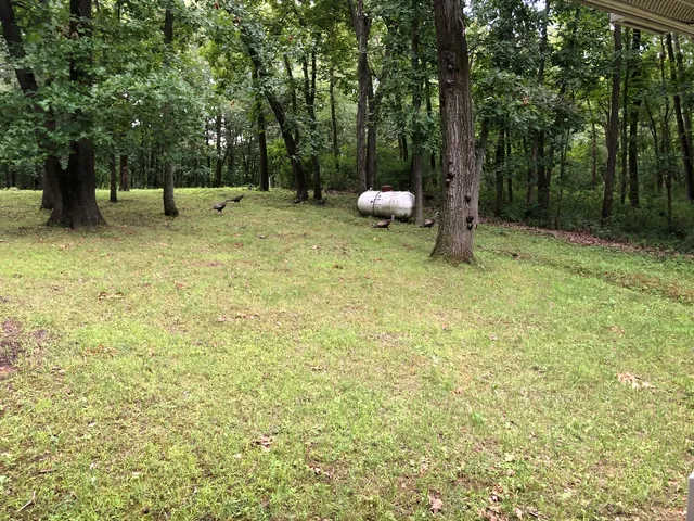 a view of a green field with trees