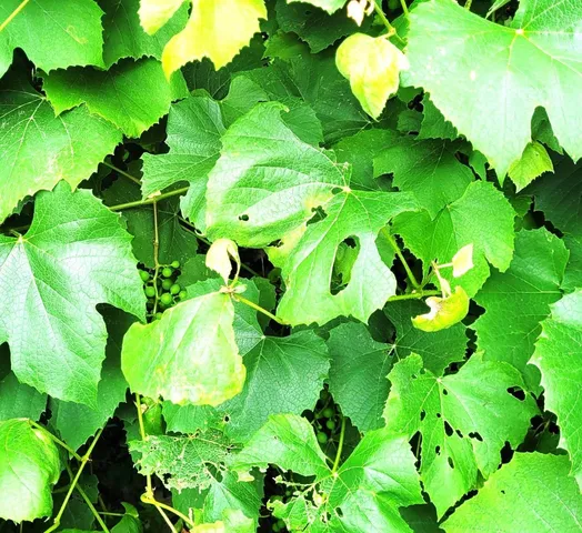 $380,000 | 19 Bible Hill Road, Claremont, NH 03743