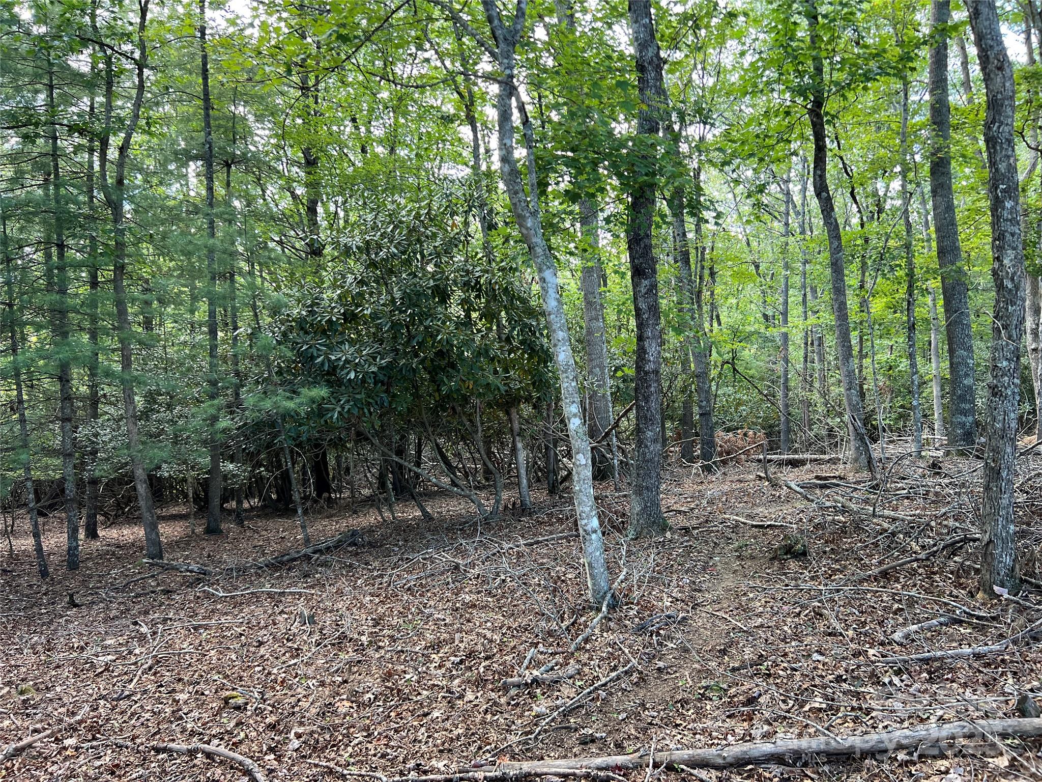 34 Fox Crest, Unit NONE Laurel Springs, NC 28644 - Photo 17 of 22 a view of a forest filled with trees