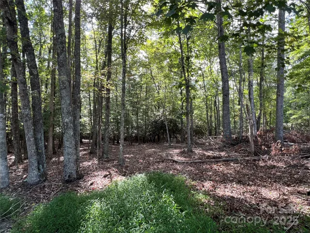 a view of a forest that has large trees