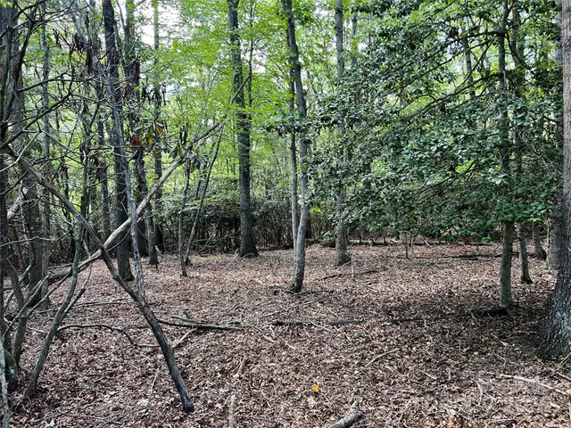 a view of a forest filled with trees