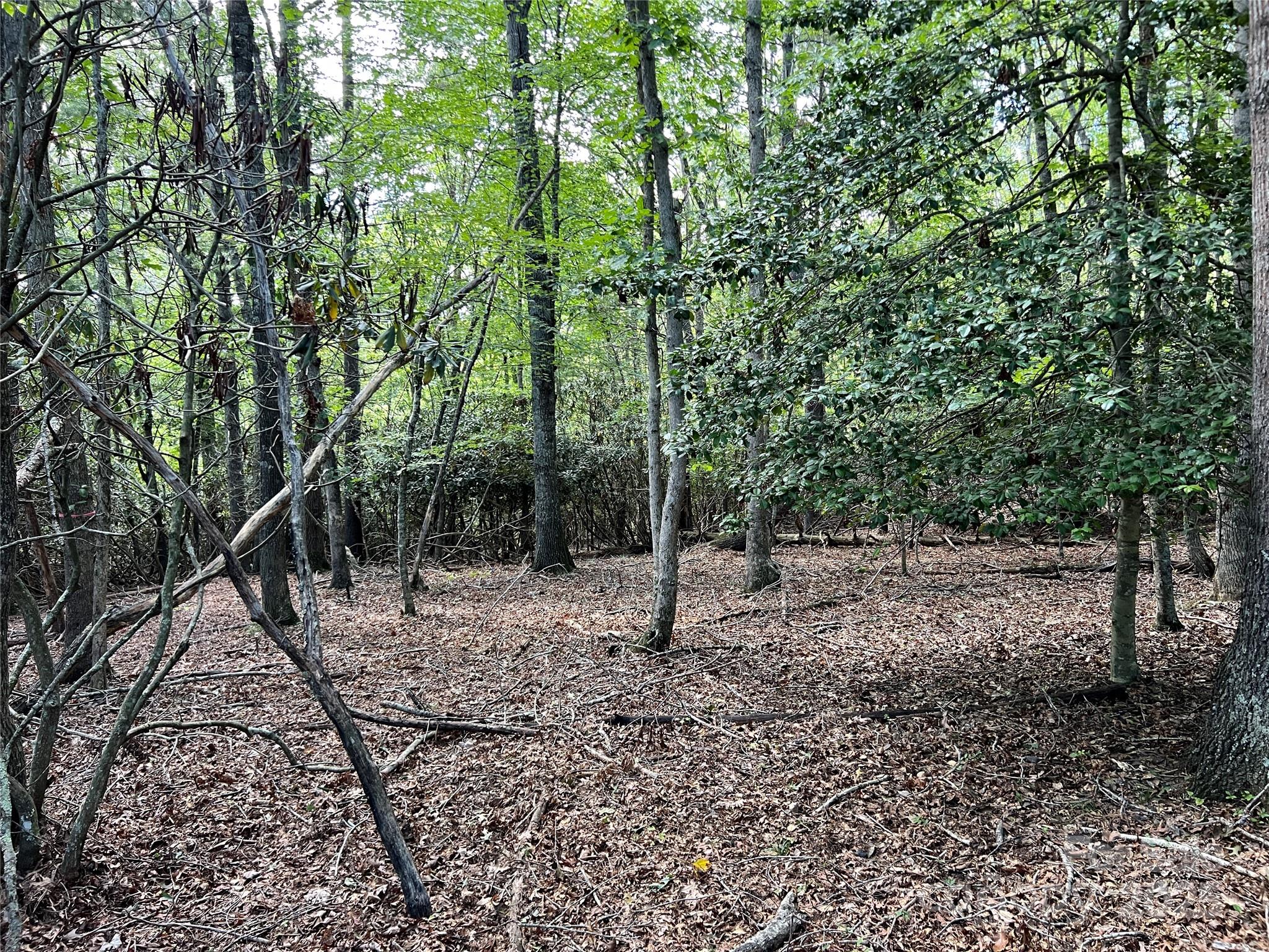 34 Fox Crest, Unit NONE Laurel Springs, NC 28644 - Photo 9 of 22 a view of a forest filled with trees