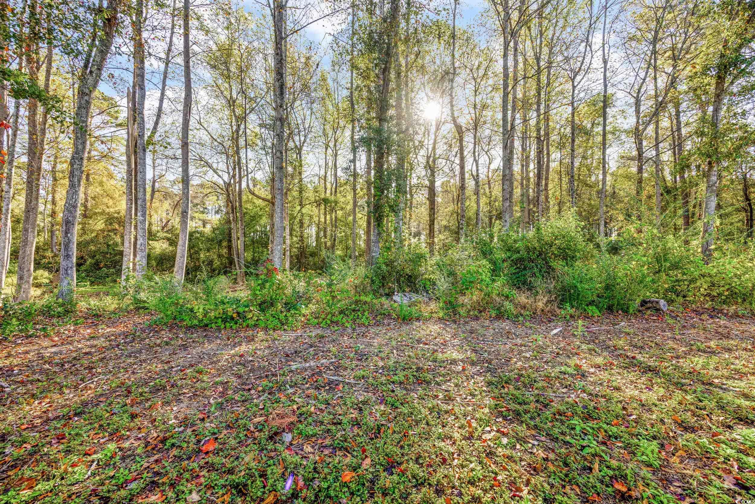 3390 Dusty Road Loris, SC 29569 - Photo 30 of 33 View of yard