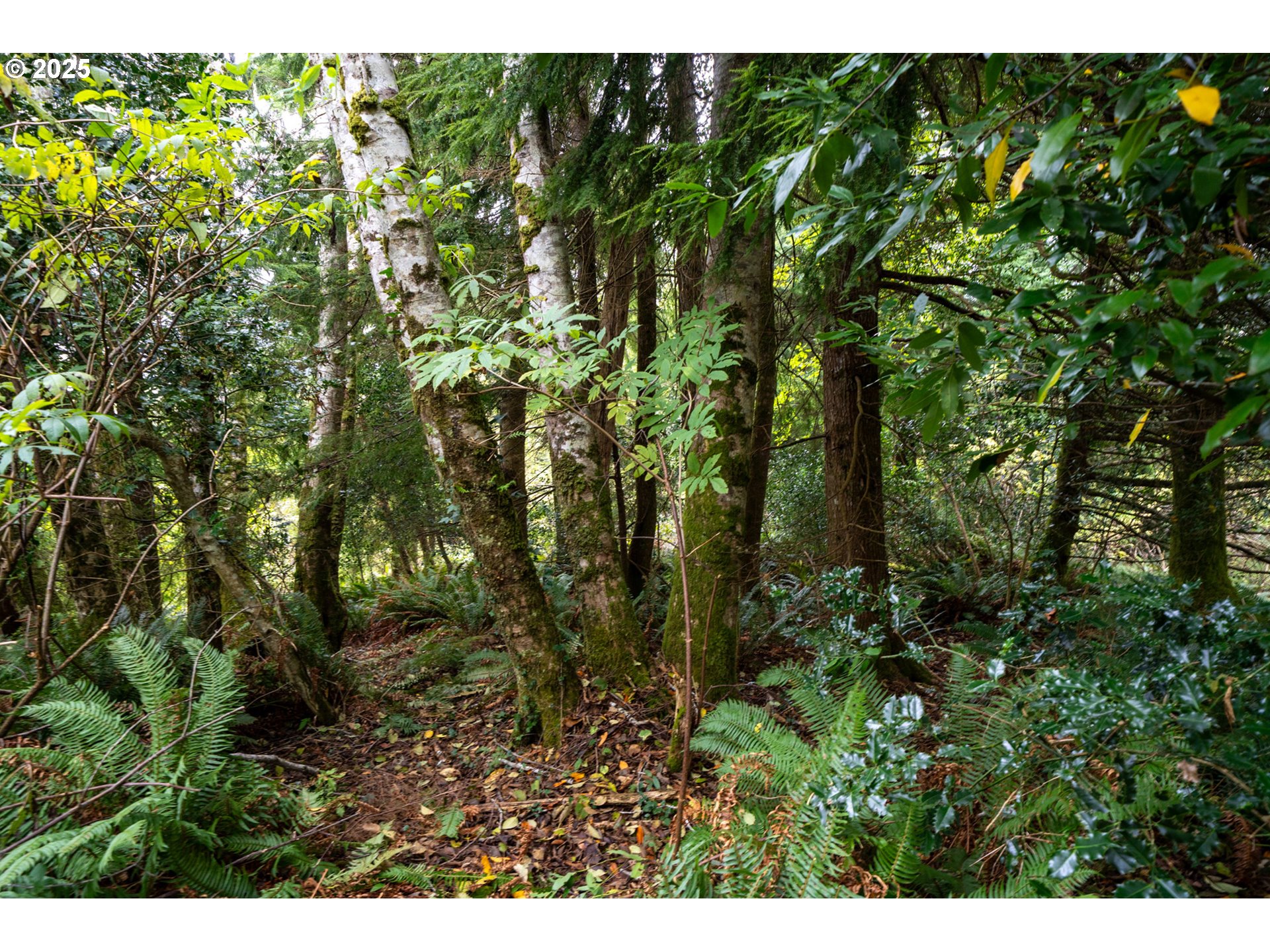 Rowe Street, Unit 1900 Wheeler, OR 97147 - Photo 11 of 11 a view of a plant