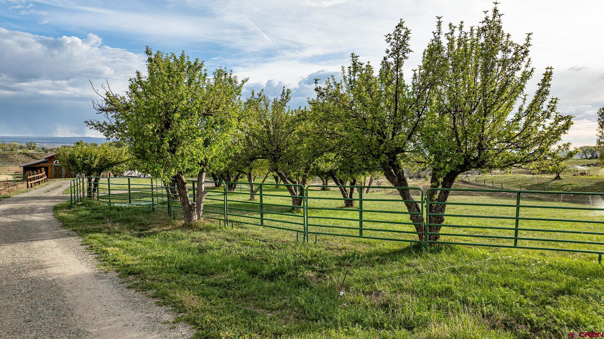 37760 Back River Road Paonia, CO 81428 - Photo 9 of 38 a view of a park that has large trees