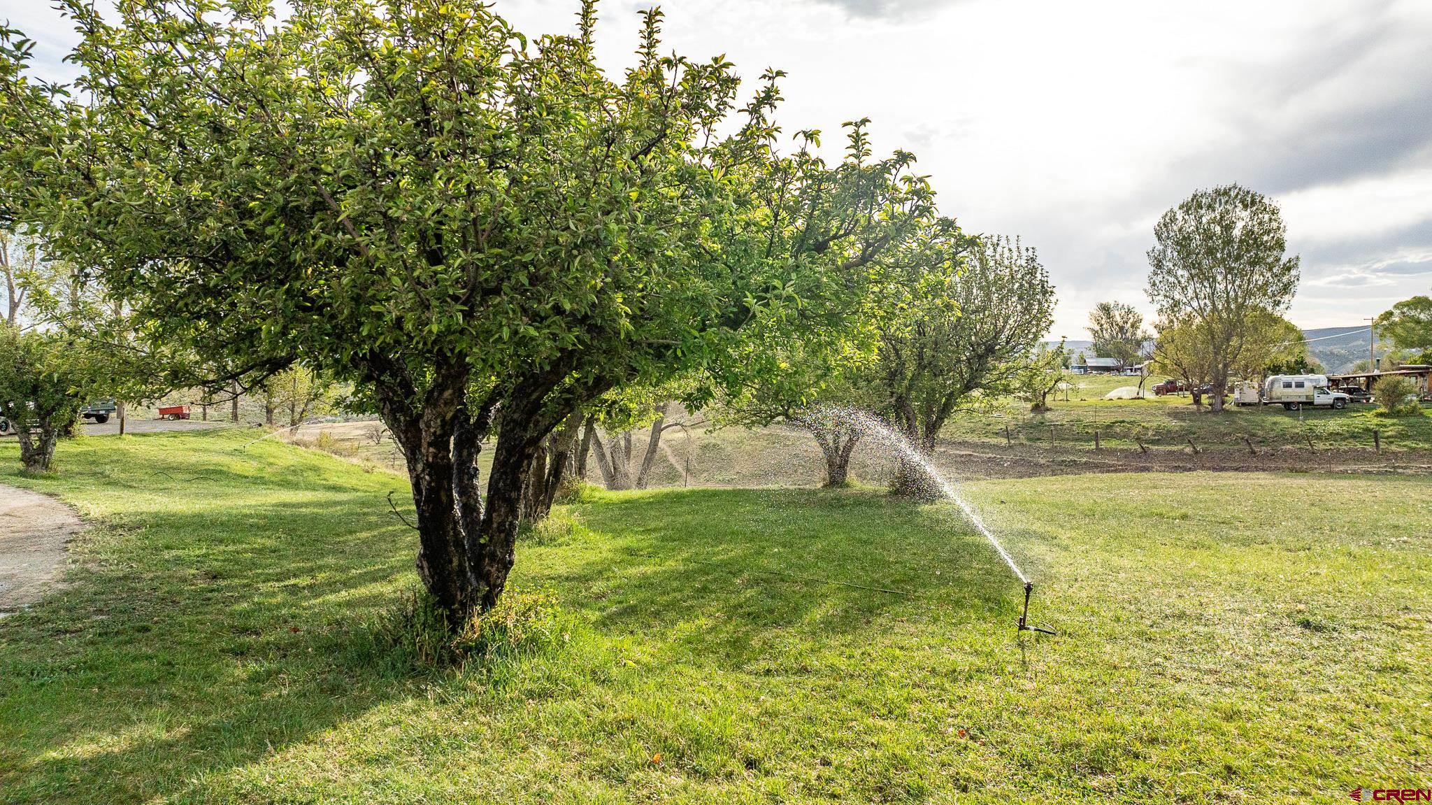 37760 Back River Road Paonia, CO 81428 - Photo 10 of 38 a view of a yard with a tree