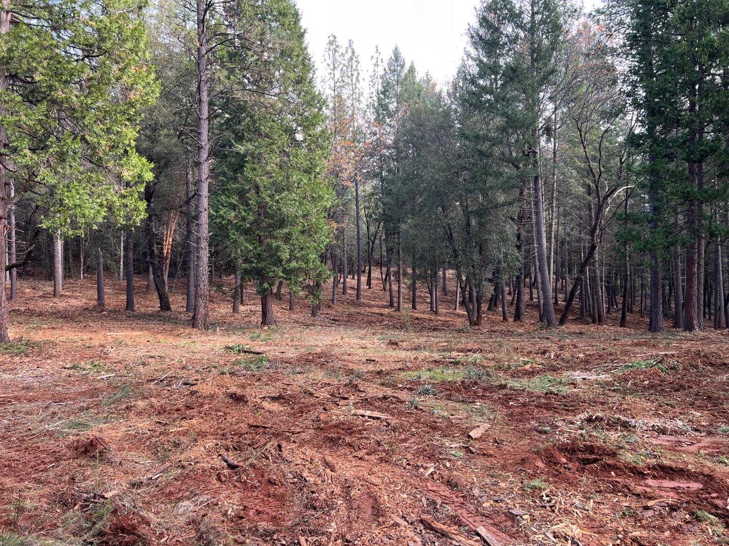 a view of a yard with trees