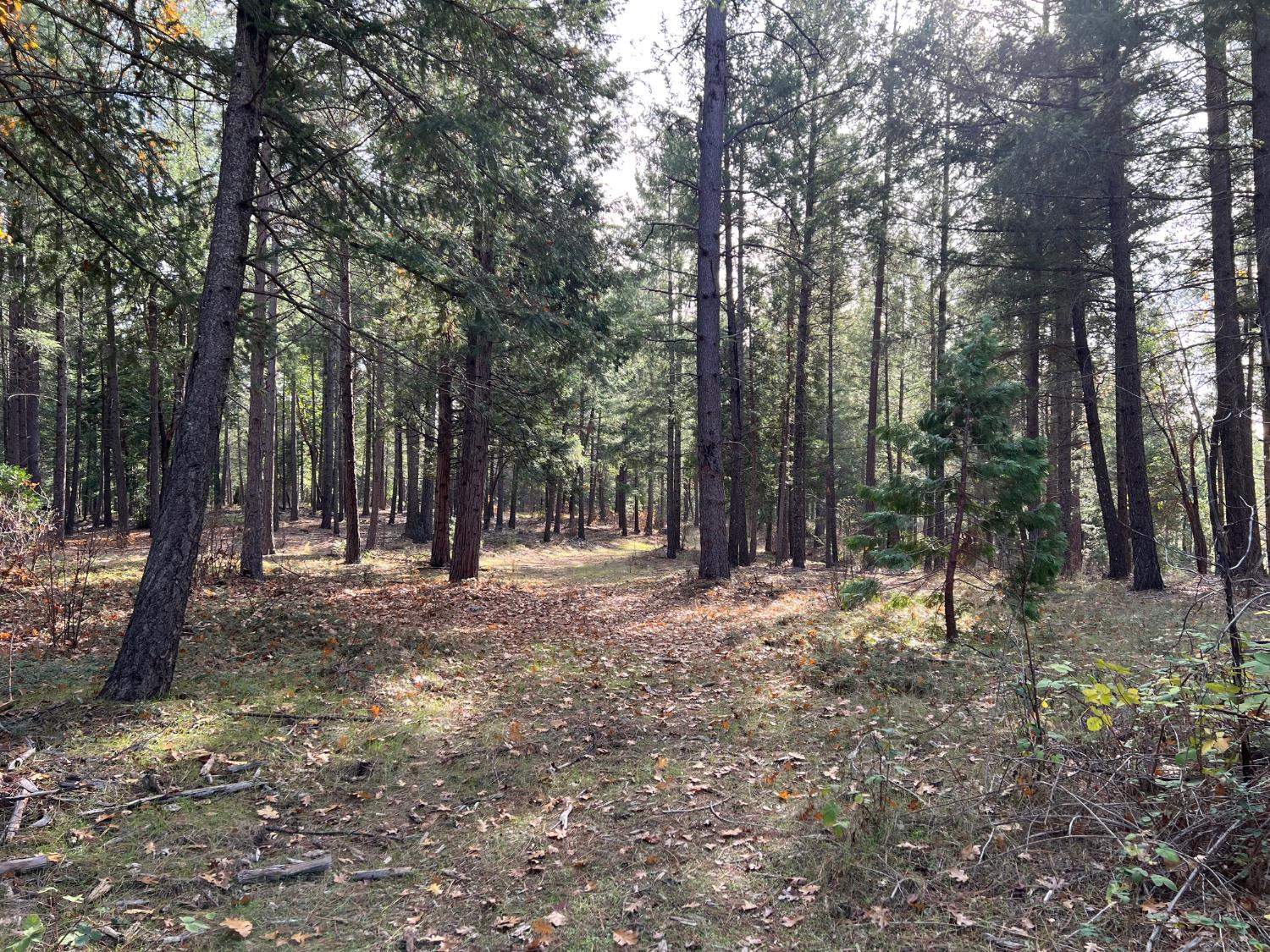 5861 Bear Creek Road Garden Valley, CA 95633 - Photo 11 of 24 a view of a forest with trees in the background