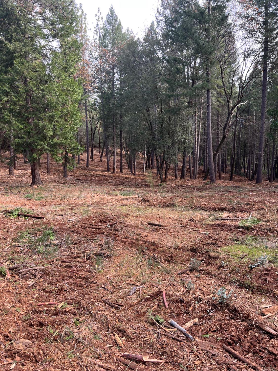 5861 Bear Creek Road Garden Valley, CA 95633 - Photo 14 of 24 a view of dirt yard with trees