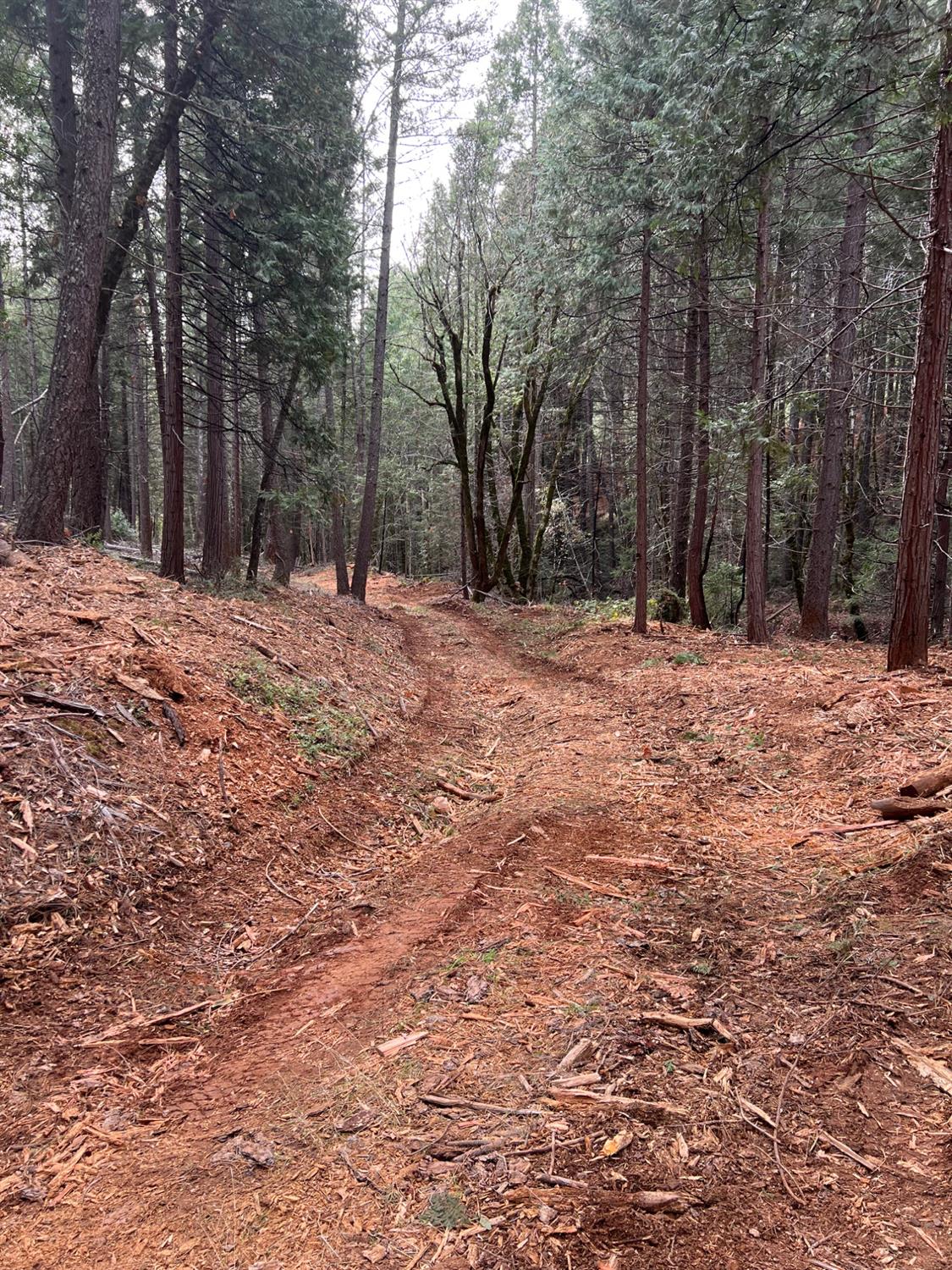 5861 Bear Creek Road Garden Valley, CA 95633 - Photo 15 of 24 a fire hydrant in the middle of a field