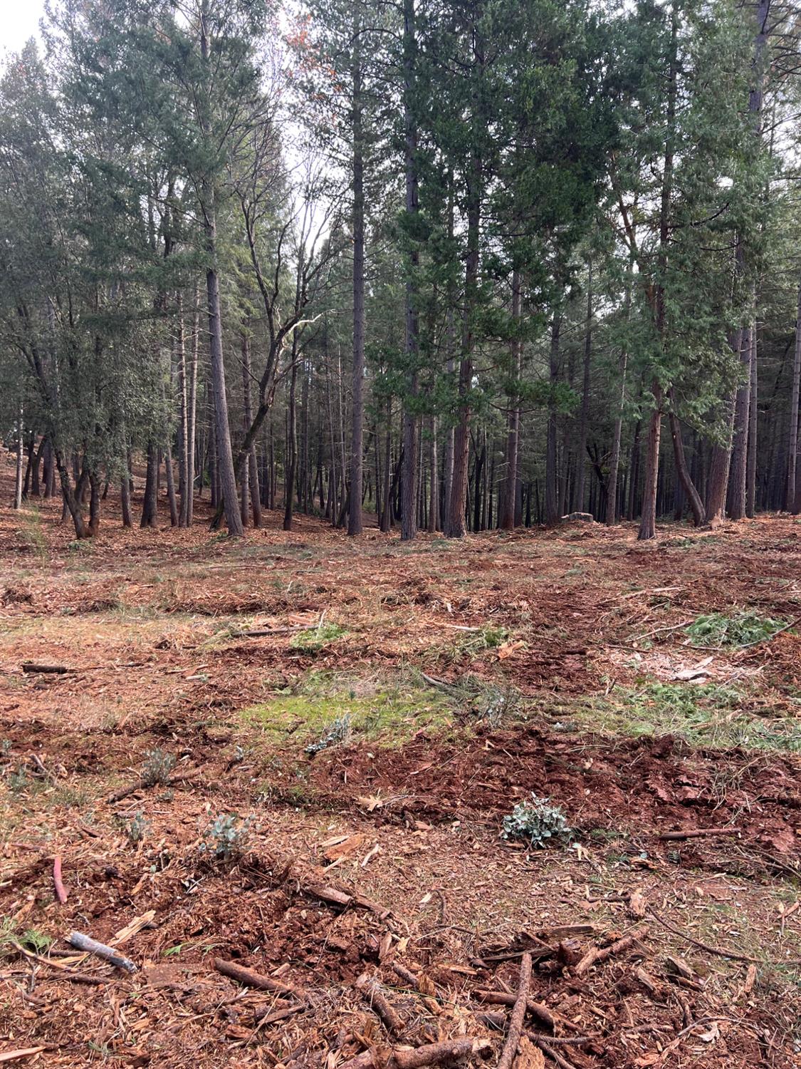 5861 Bear Creek Road Garden Valley, CA 95633 - Photo 16 of 24 a fire hydrant in the middle of a field