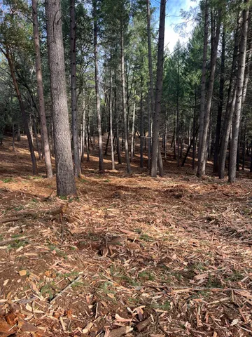a view of a yard with plants and large trees