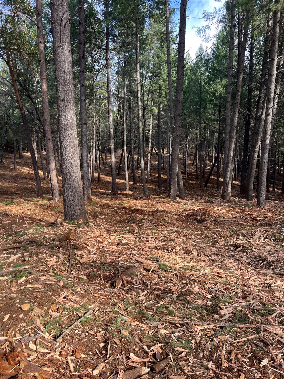 5861 Bear Creek Road Garden Valley, CA 95633 - Photo 18 of 24 a backyard of a house with lots of green space