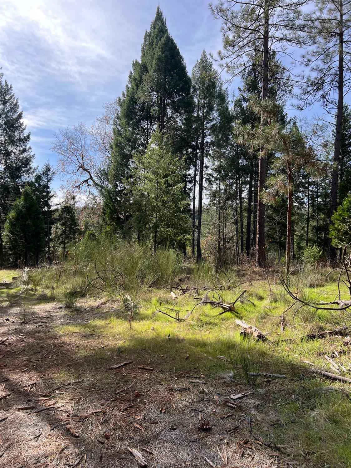 5861 Bear Creek Road Garden Valley, CA 95633 - Photo 19 of 24 a view of a yard with plants and large trees