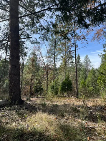 a big yard with trees in front of it