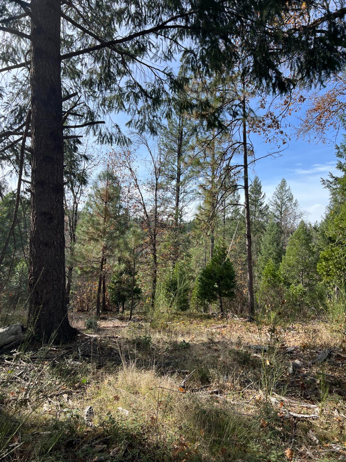 5861 Bear Creek Road Garden Valley, CA 95633 - Photo 20 of 24 a view of a forest filled with trees