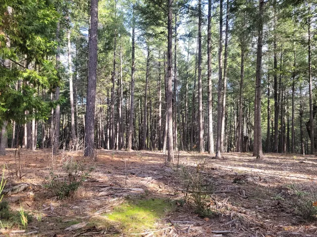 a view of a forest with trees