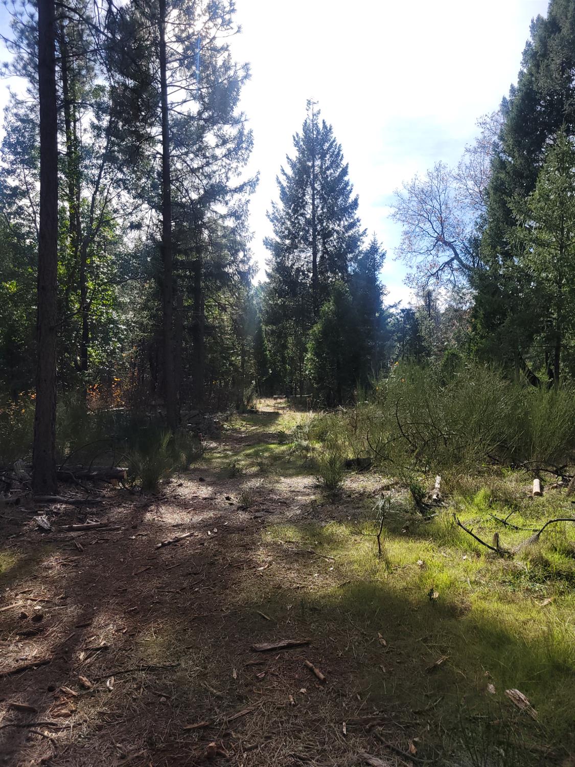 5861 Bear Creek Road Garden Valley, CA 95633 - Photo 24 of 24 a view of a forest with trees