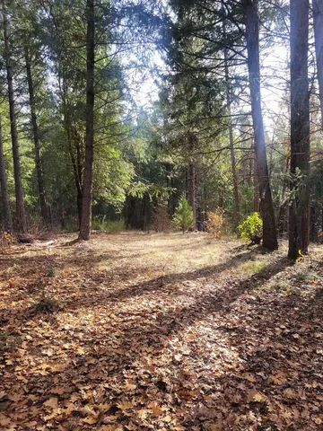 a view of tree next to a yard
