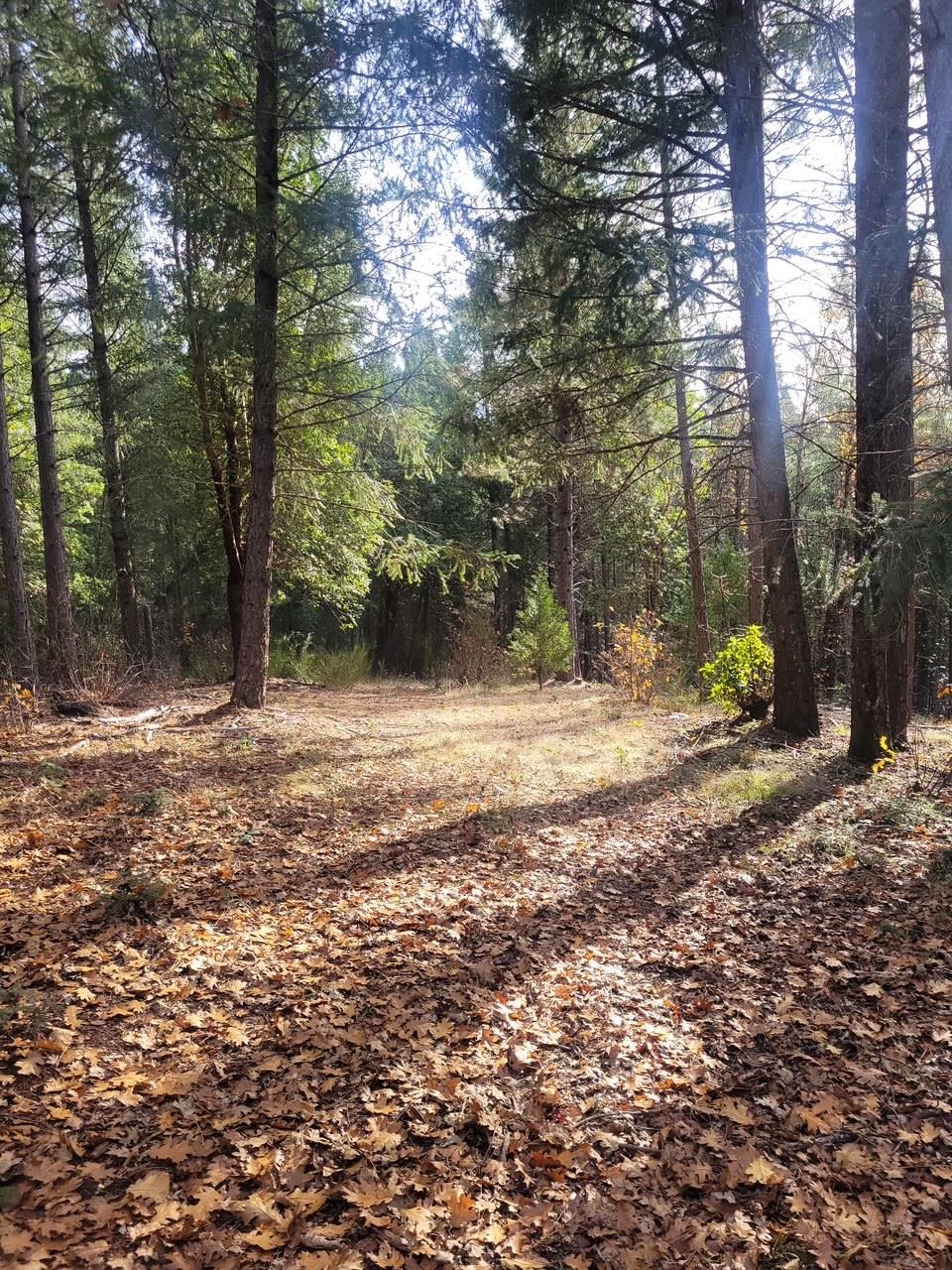 5861 Bear Creek Road Garden Valley, CA 95633 - Photo 3 of 24 a view of tree next to a yard